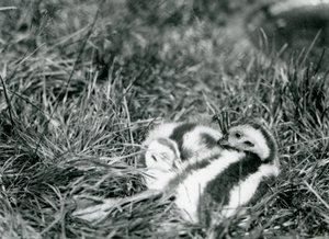 Dos jóvenes gansos andinos en el zoológico de Londres, agosto de 1916 de Frederick William Bond